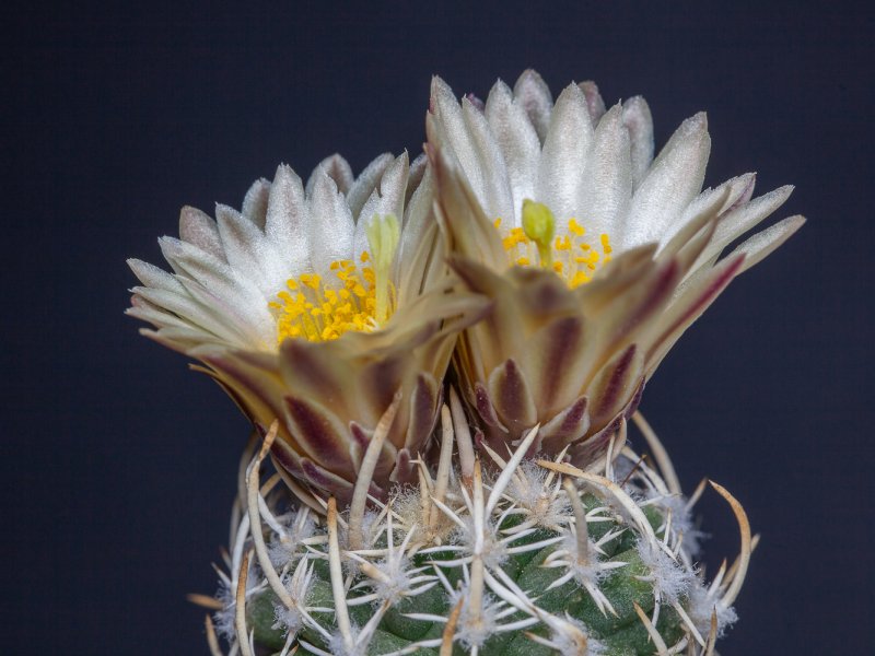 Pediocactus peeblesianus v. fickeiseniae 