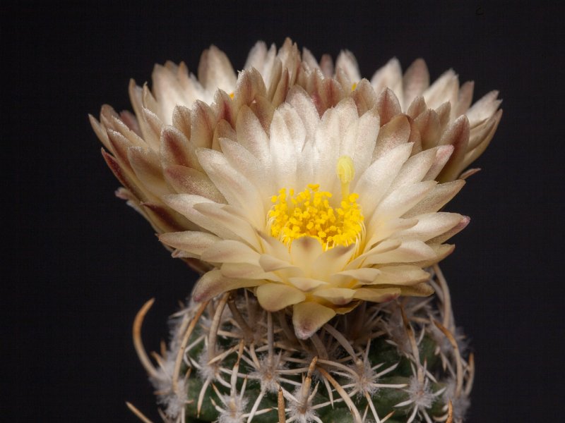 Pediocactus peeblesianus 