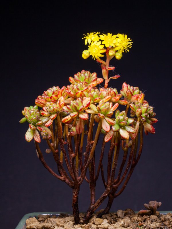 Aeonium sedifolium 