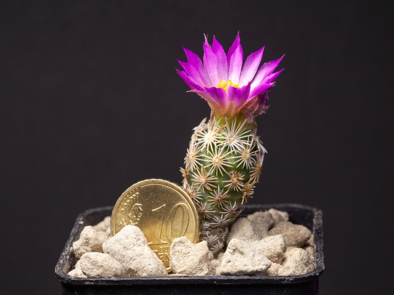 Escobaria minima o nelliae 