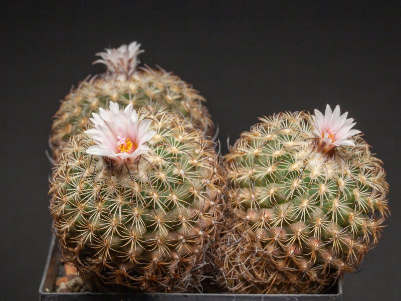 Turbinicarpus ysabelae 