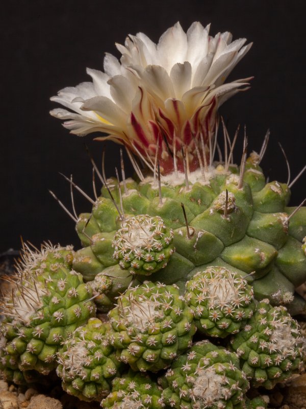 Strombocactus disciformis cv. cespitosus 