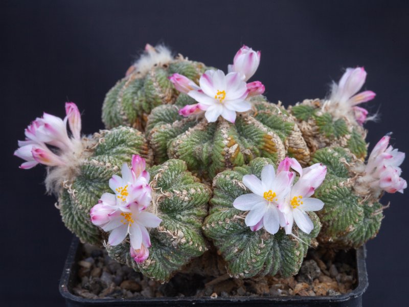 Aztekium ritteri 