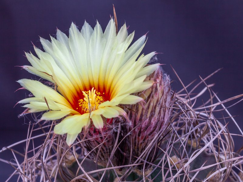 astrophytum capricorne f. nudum