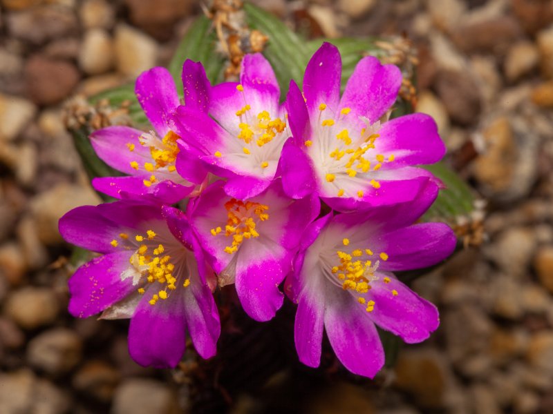 Aztekium valdezii 