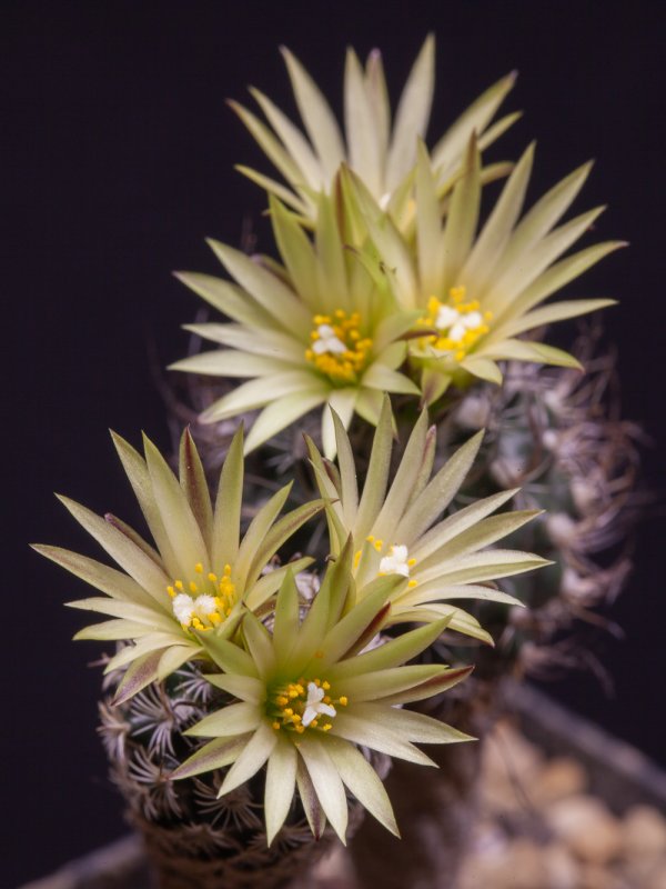 Turbinicarpus krainzianus f. minimus 