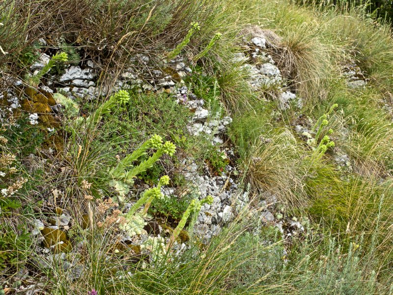 Jovibarba globifera ssp. lagariniana 