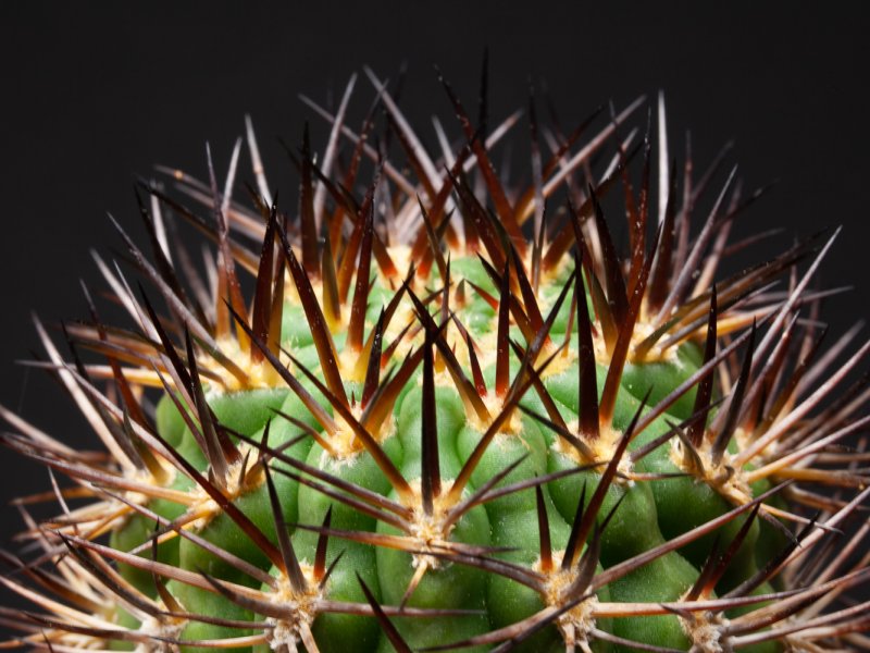 Acanthocalycium thionanthum 