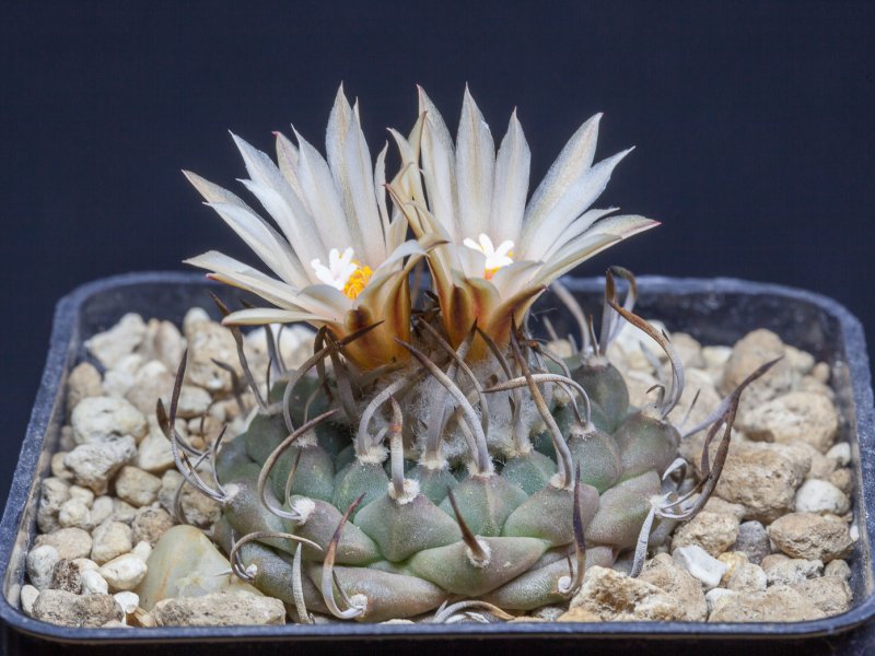 Turbinicarpus polaskii 