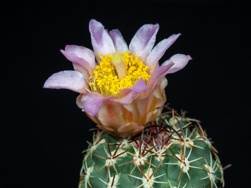 Sclerocactus glaucus 