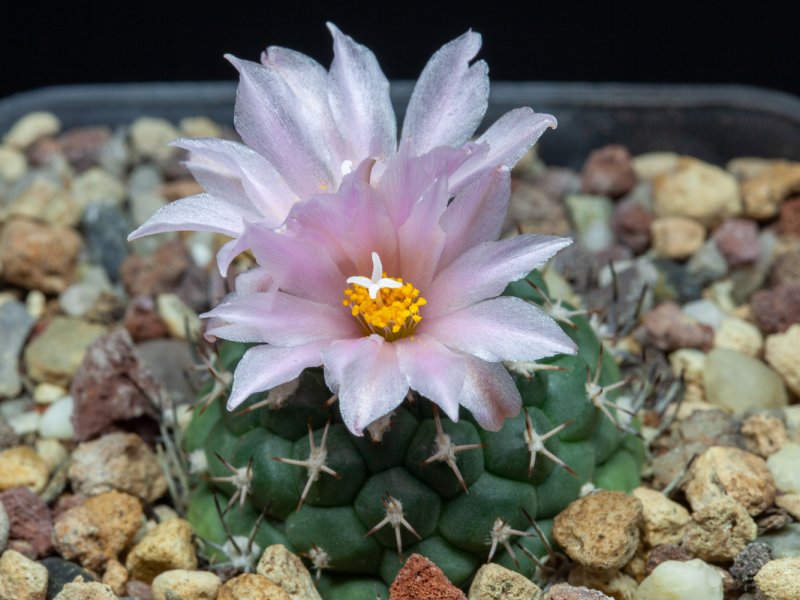 Turbinicarpus lophophoroides 