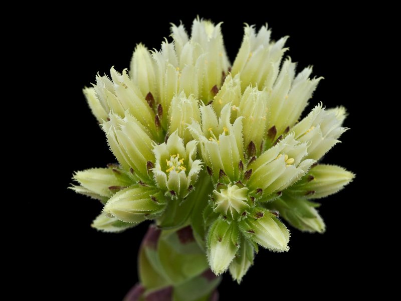 jovibarba globifera ssp. lagariniana