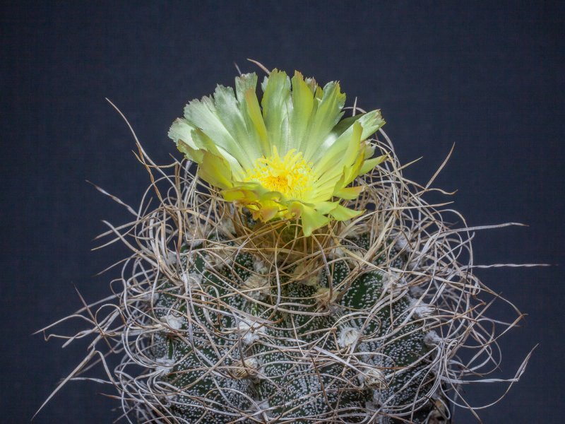 Astrophytum capricorne cv. crassispinoides 