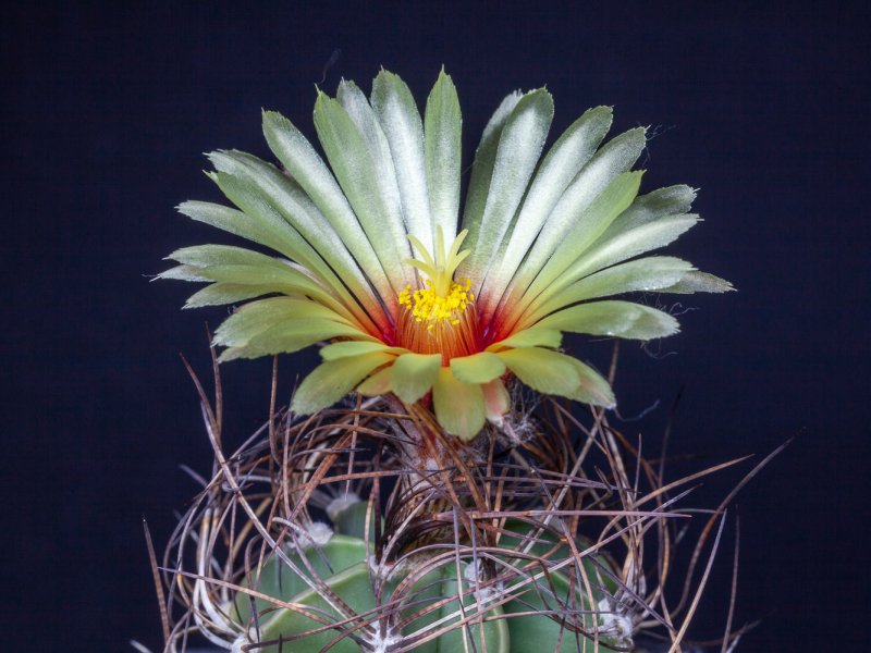 Astrophytum capricorne 