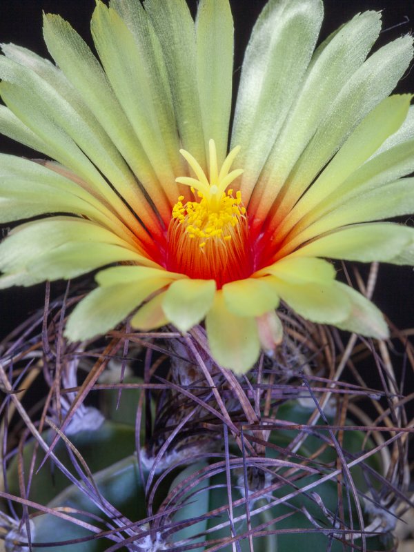 Astrophytum capricorne 