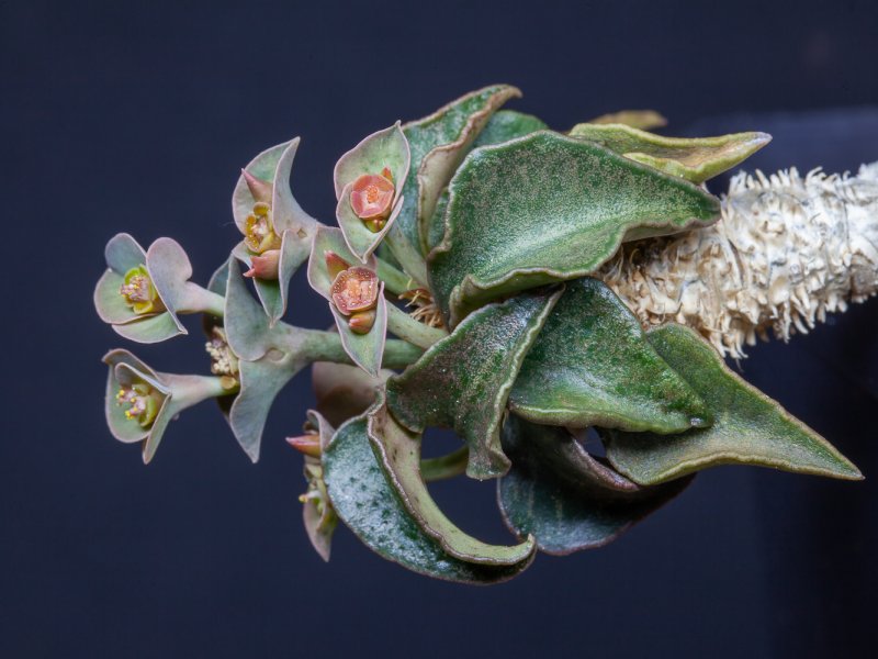 Euphorbia francoisii v. crassicaulis 