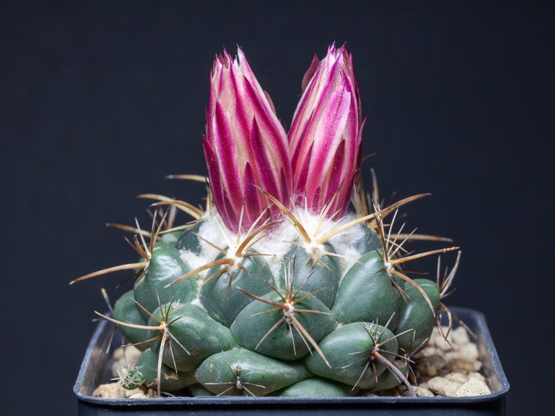 Coryphantha elephantidens ssp. bumamma 