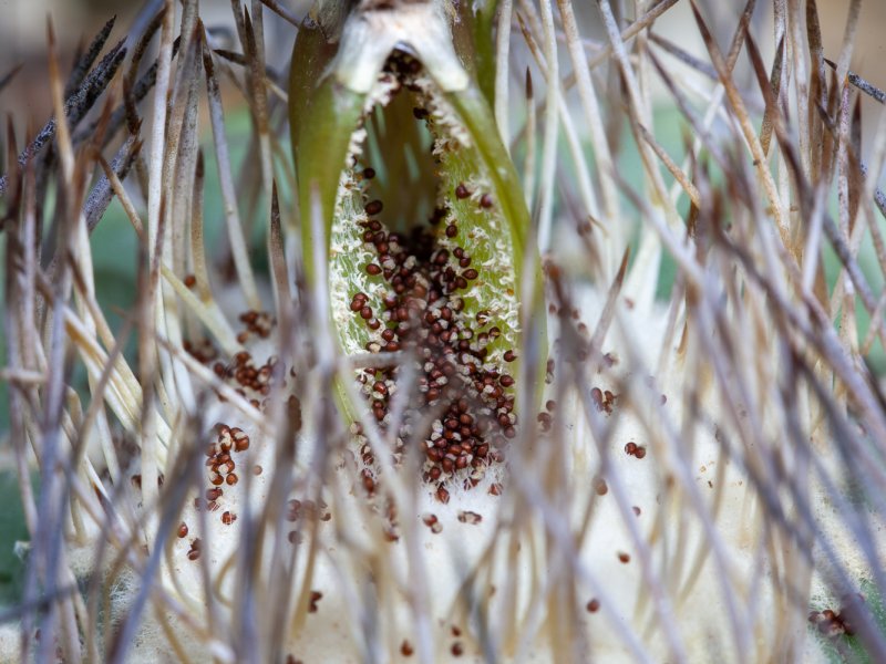 Strombocactus disciformis 