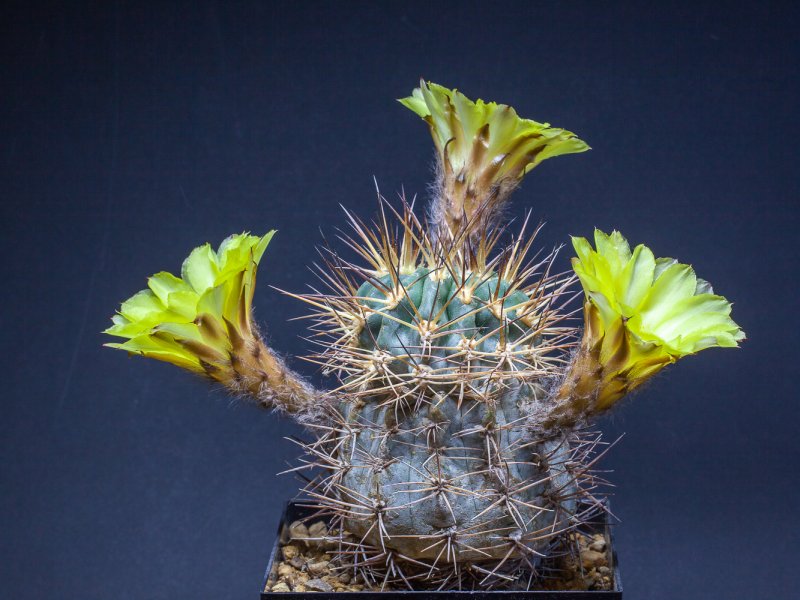 Acanthocalycium glaucum 