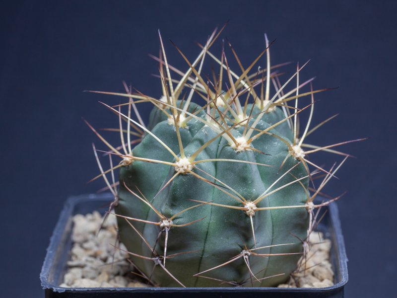 Acanthocalycium aurantiacum 