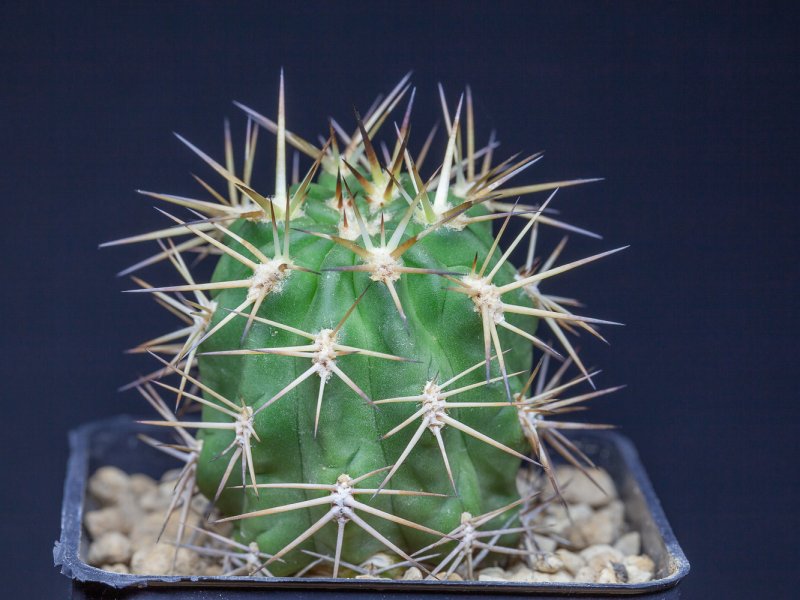 Acanthocalycium ferrarii 