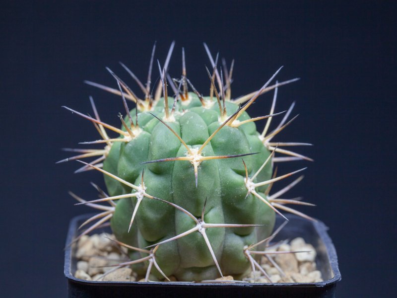 Acanthocalycium ferrarii 