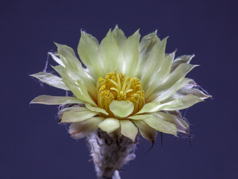 Astrophytum caput-medusae 