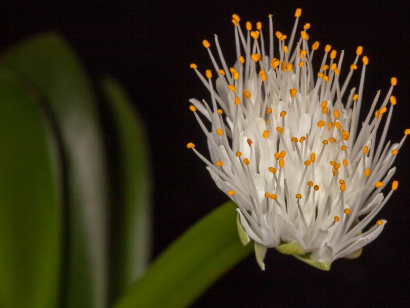 haemanthus albiflos