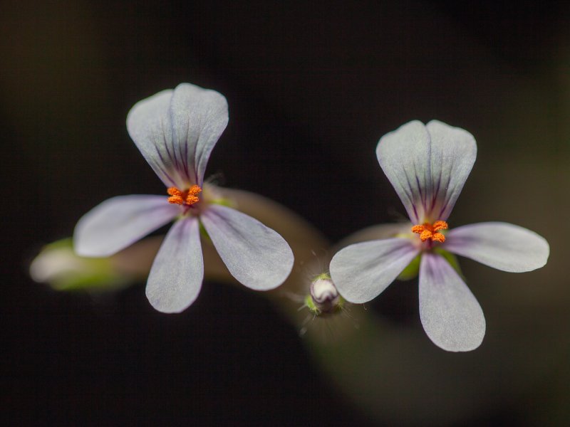 Pelargonium quinquelobatum 