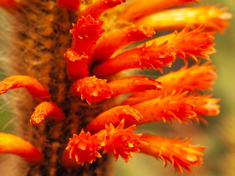 Cleistocactus sp. 