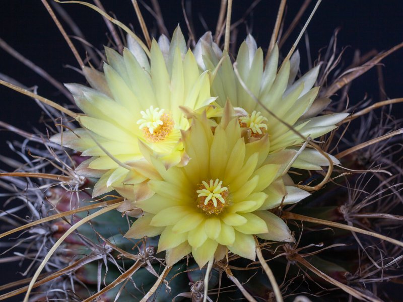 Leuchtenbergia principis 