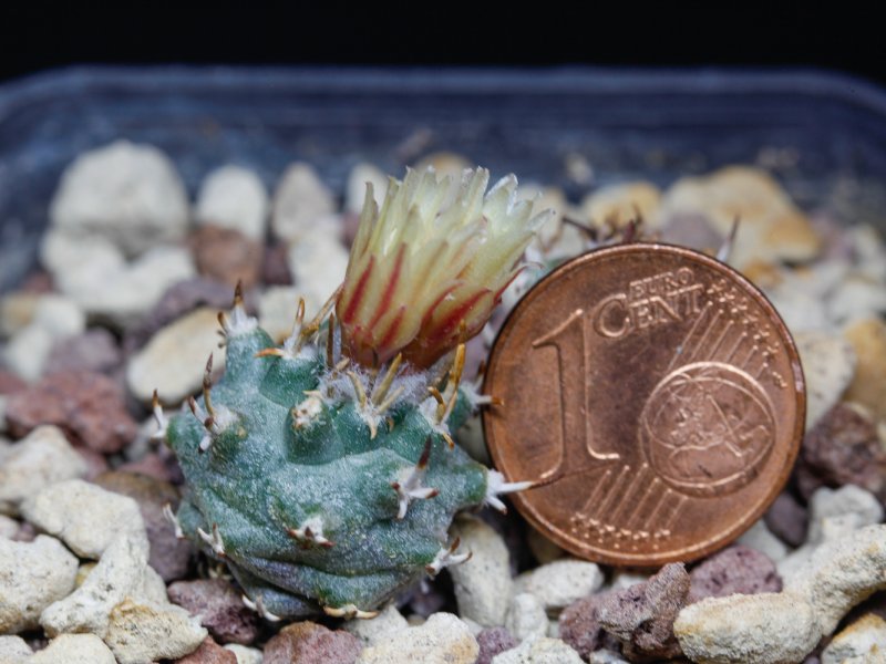 turbinicarpus flaviflorus f. brevispinus