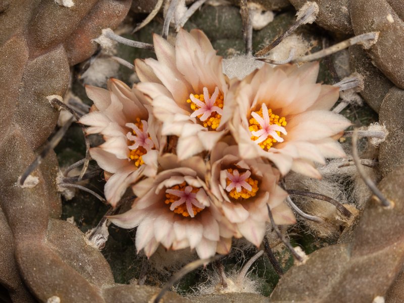 Turbinicarpus jauernigii 