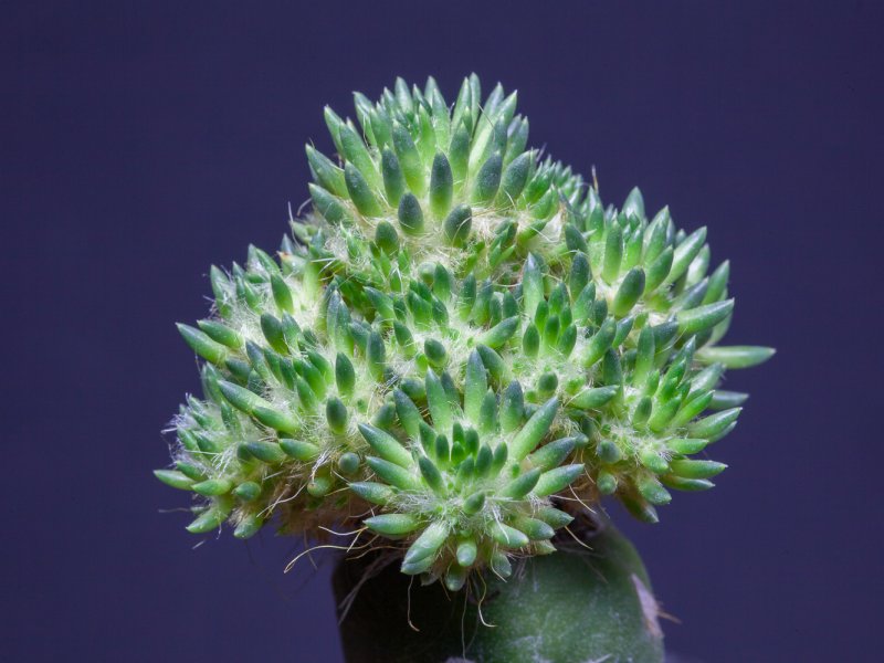 austrocylindropuntia lagopus