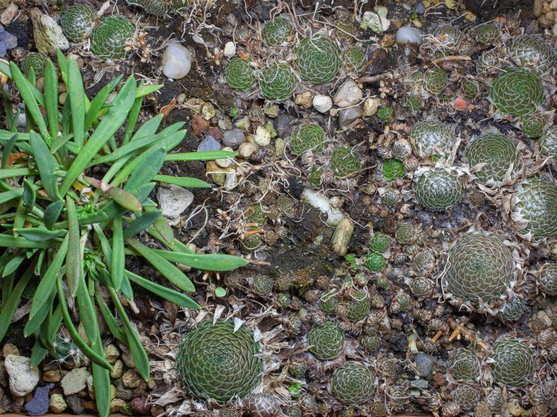 orostachys spinosa f. minima