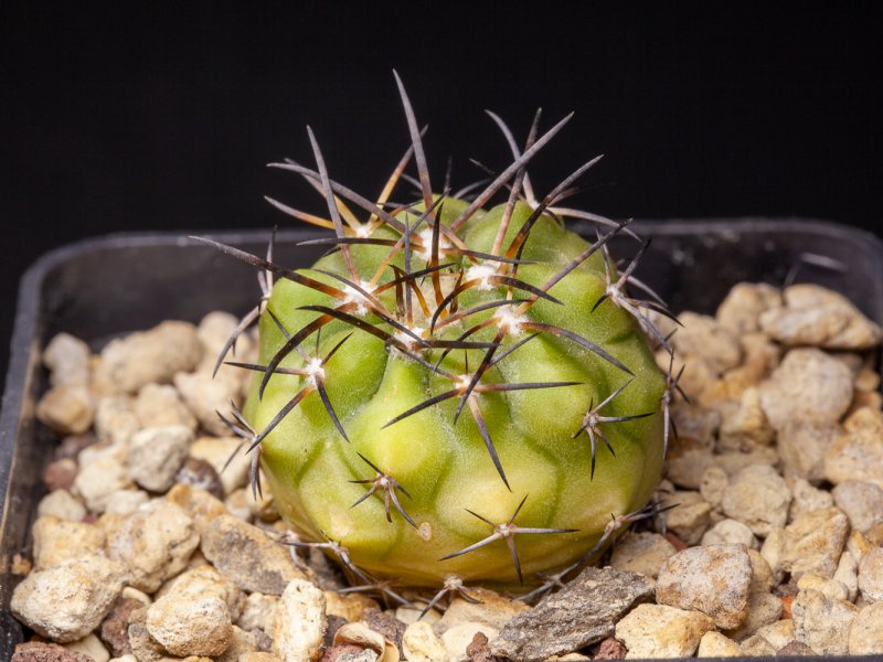 Copiapoa atacamensis 