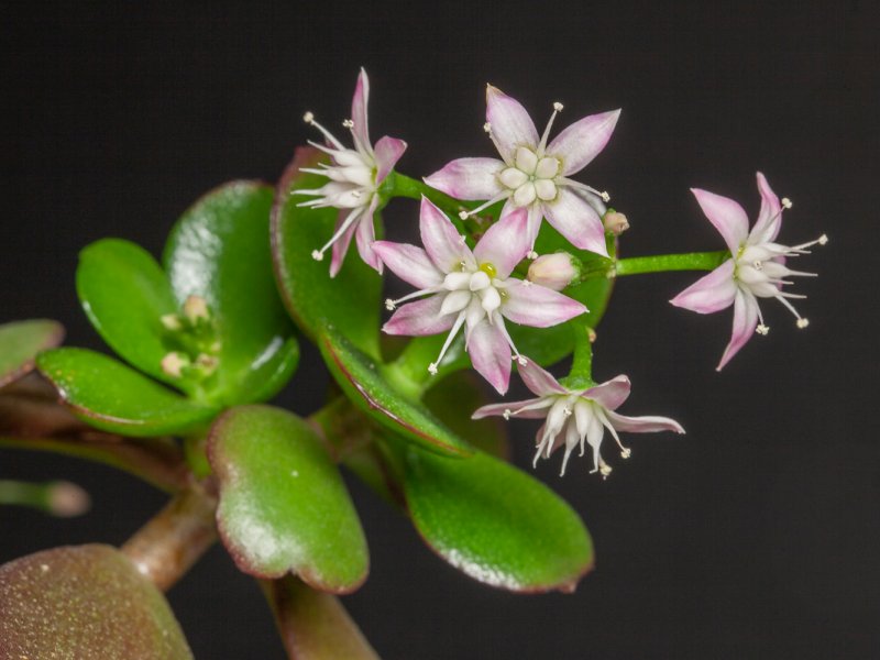 Crassula ovata 