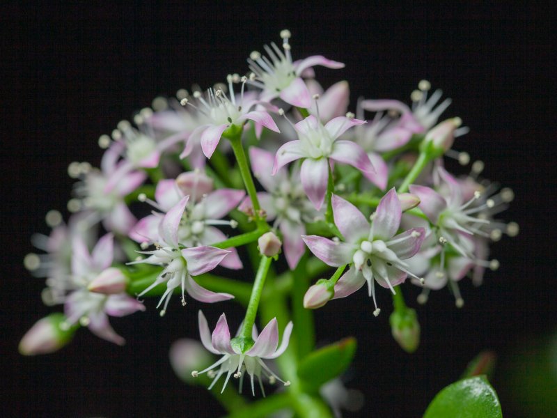 Crassula ovata 