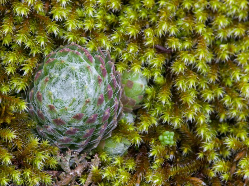 Sempervivum arachnoideum 