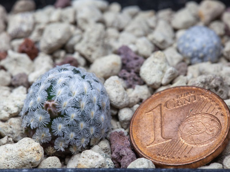 Mammillaria sanchez-mejoradae 