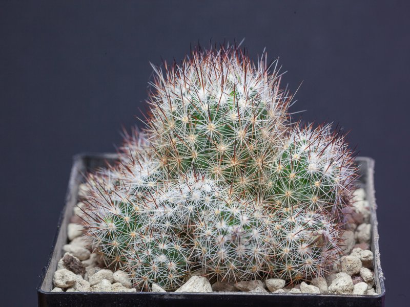 Escobaria emskoetteriana lx 184