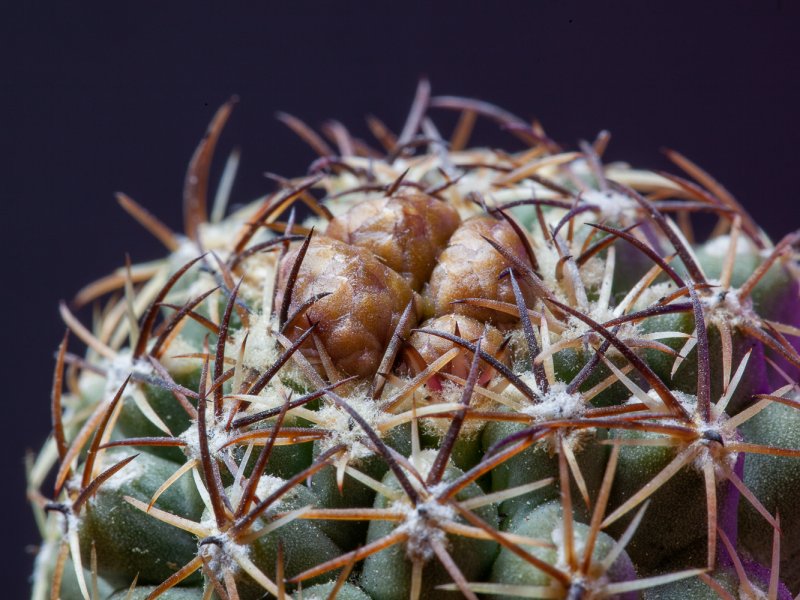 Sclerocactus glaucus 