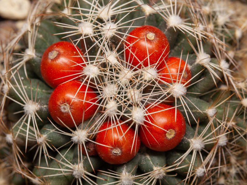 Escobaria missouriensis 