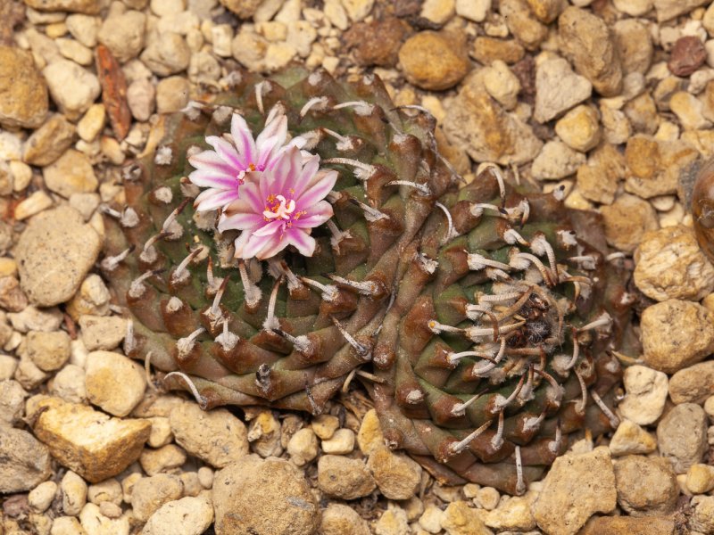 Turbinicarpus andersonii 