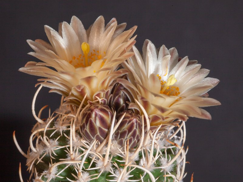 sclerocactus peeblesianus v. menzelii