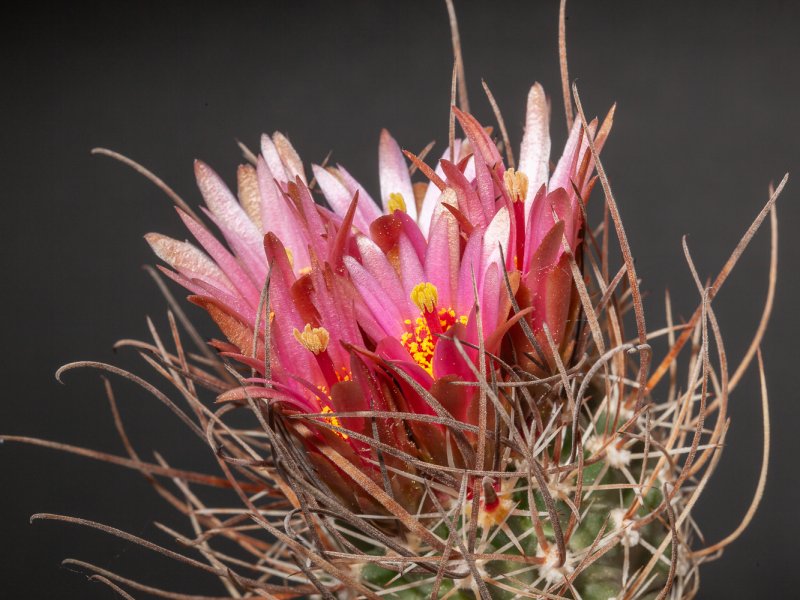 Sclerocactus spinosior 