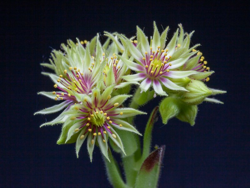 Sempervivum glandulosum 