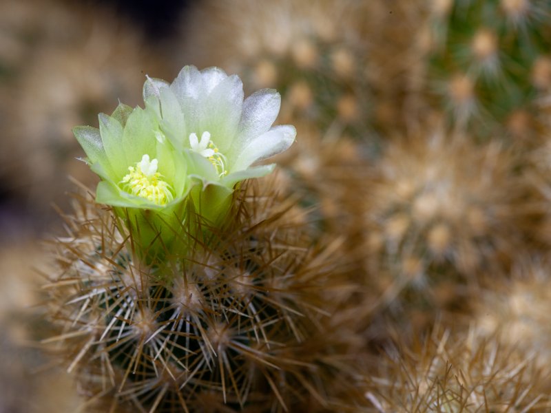 Escobaria roseana ssp. galeanensis 