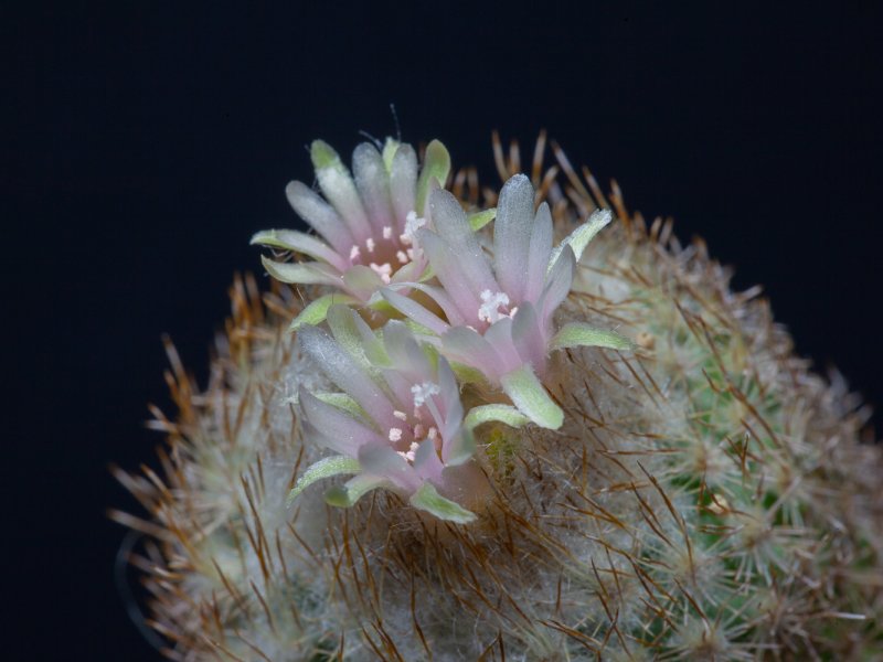 Epithelantha polycephala 