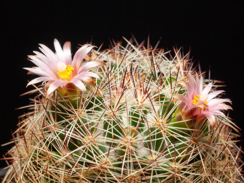 escobaria chihuahuensis